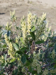 Salix brachycarpa niphoclada