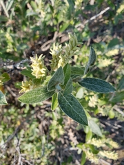 Salix brachycarpa niphoclada