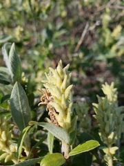Salix brachycarpa niphoclada