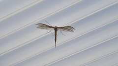 Pterophorus pentadactyla