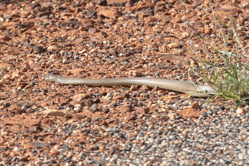Eastern Brown Snake sighting