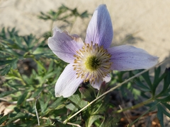 Pulsatilla multiceps