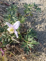 Pulsatilla multiceps