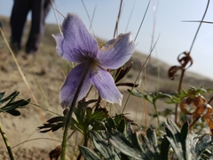 Pulsatilla multiceps