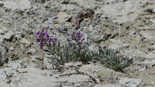 Matthiola afghanica