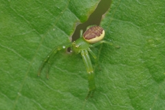 Diaea dorsata