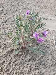 Oxytropis kobukensis
