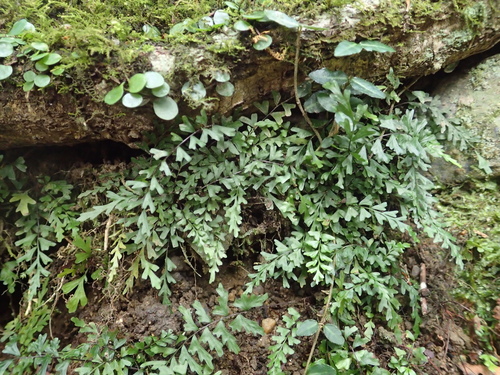 Asplenium oligophlebium iNat (3)