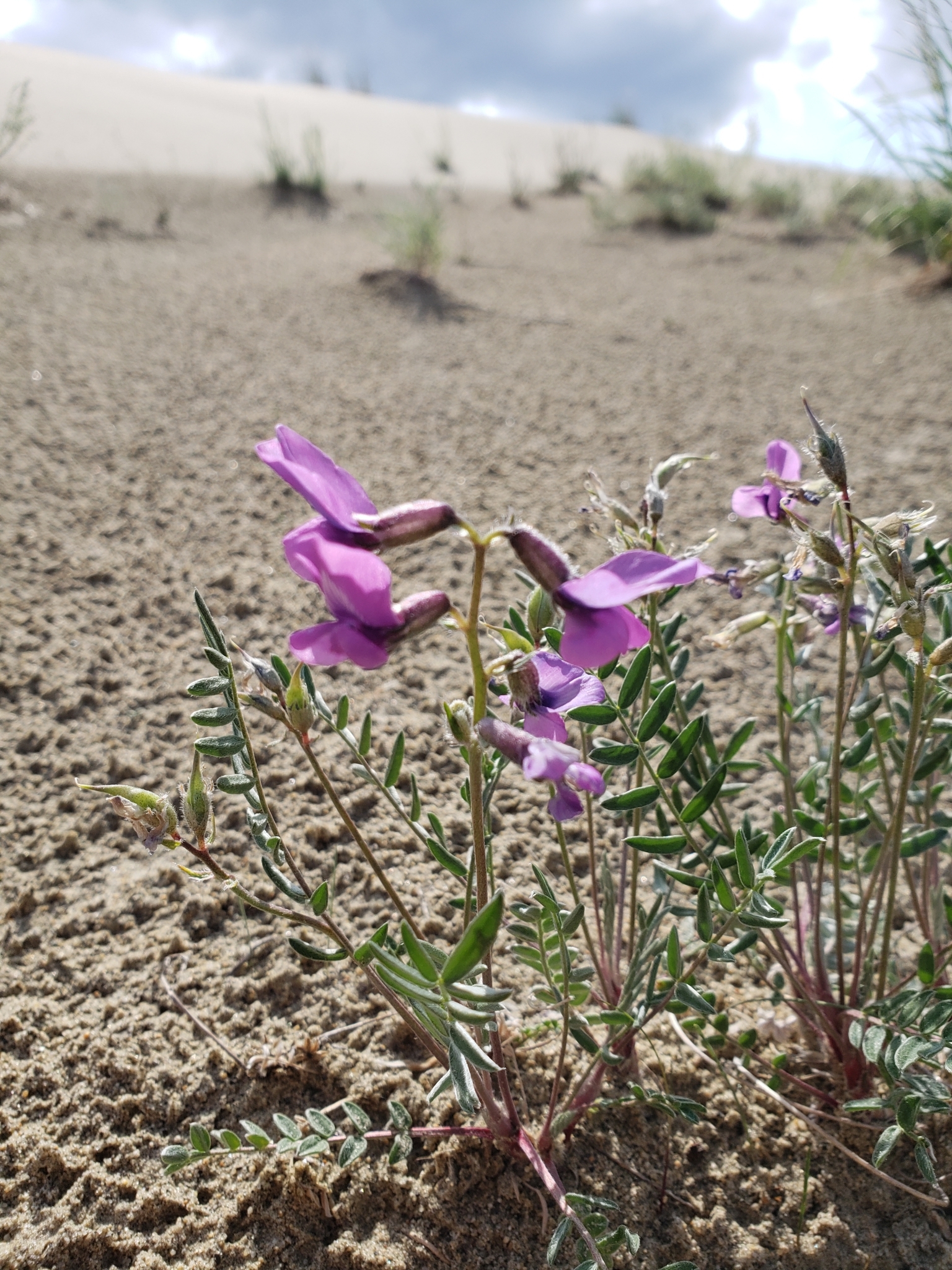 Oxytropis kobukensis