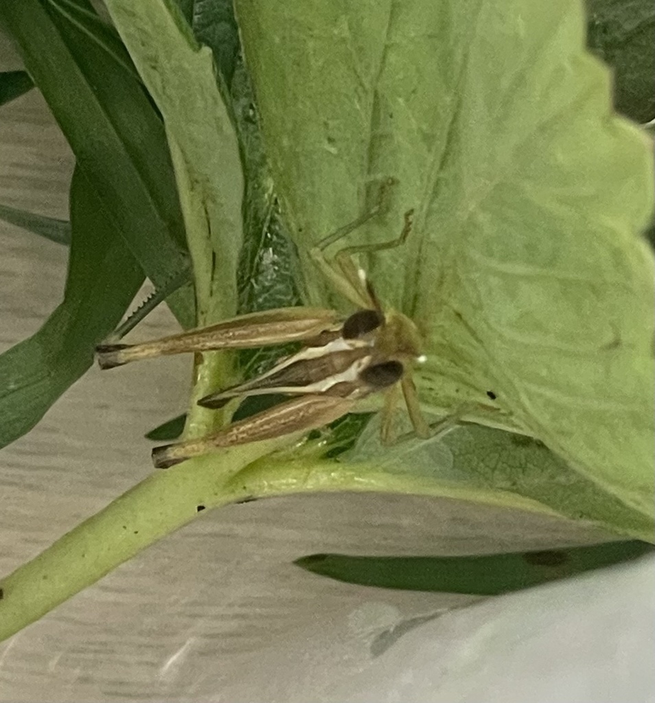 Short horned Grasshoppers From Ayers Rock Airport Yulara NT AU On short-horned-grasshoppers-from-ayers-rock-airport-yulara-nt-au-on
