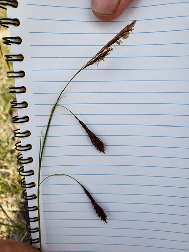 rock-dwelling sedge (Carex petricosa var. petricosa)