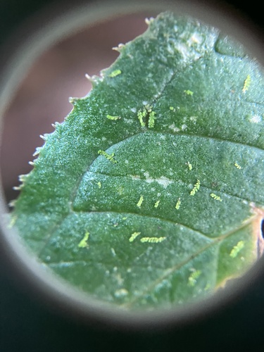 Leptolejeunea elliptica observed 2024-11-24