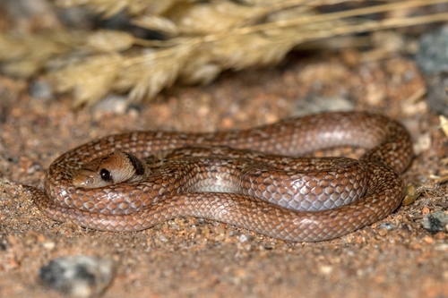 South-western African Shovel-snout, Prosymna frontalis