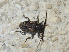 Aegomorphus circumflexus