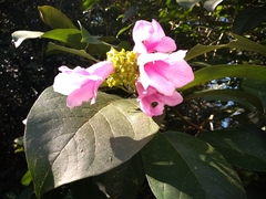 Delostoma integrifolium