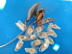 Delostoma integrifolium