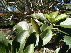 Delostoma integrifolium