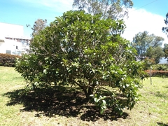 Delostoma integrifolium