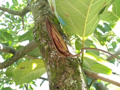 Delostoma integrifolium