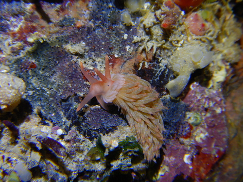 Aeolidiella alderi