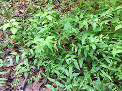 Scutellaria galericulata