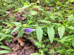 Scutellaria galericulata