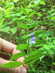 Scutellaria galericulata
