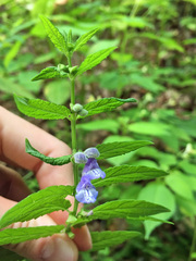 Scutellaria galericulata