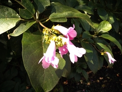 Delostoma integrifolium