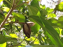 Delostoma integrifolium