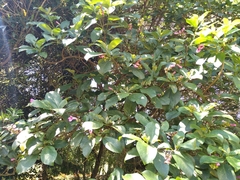 Delostoma integrifolium