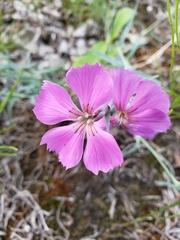 Dianthus repens