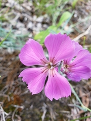 Dianthus repens