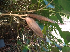 Delostoma integrifolium