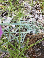 Dianthus repens