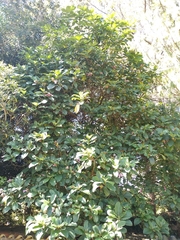 Delostoma integrifolium