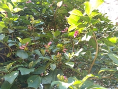 Delostoma integrifolium