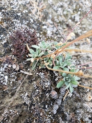 Draba cinerea