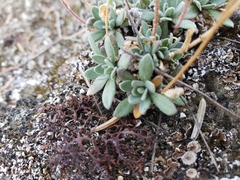 Draba cinerea