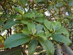 Delostoma integrifolium