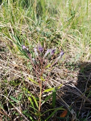 Saussurea angustifolia