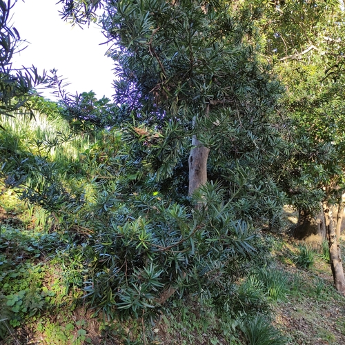 Podocarpus macrophyllus