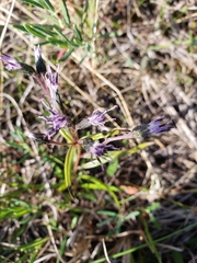 Saussurea angustifolia