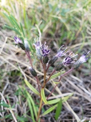 Saussurea angustifolia