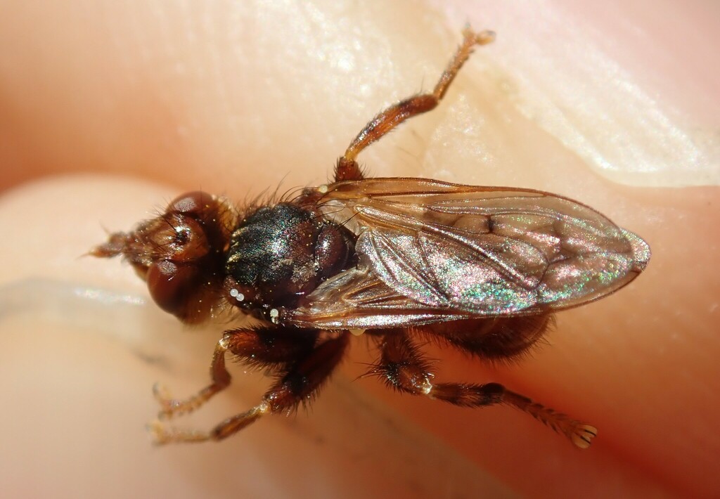 Myopa hirsuta