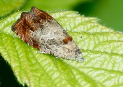 Olethreutes hamameliana