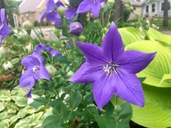 Platycodon grandiflorus
