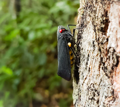 Acraephia perspicillata