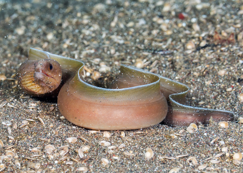 Brown moray (Gymnothorax monochrous) — Muraenidae