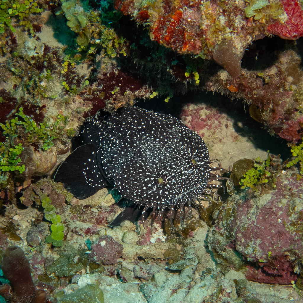 Whitespotted Toadfish